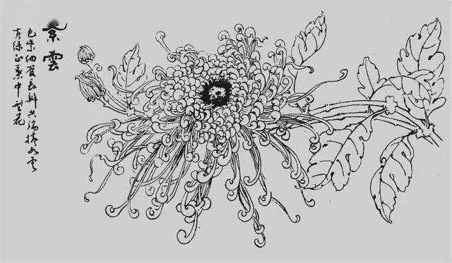 花卉及鸟的观察、白描...花鸟画初学者必读！
