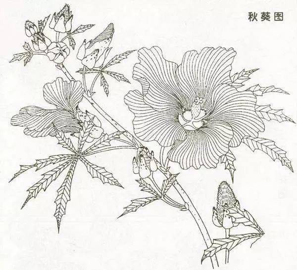 花卉及鸟的观察、白描...花鸟画初学者必读！