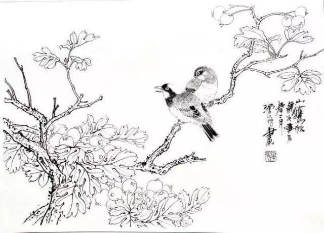 花卉及鸟的观察、白描...花鸟画初学者必读！