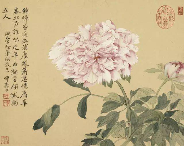花卉及鸟的观察、白描...花鸟画初学者必读！
