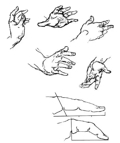 伯里曼《人体结构绘画教学》—— 手
