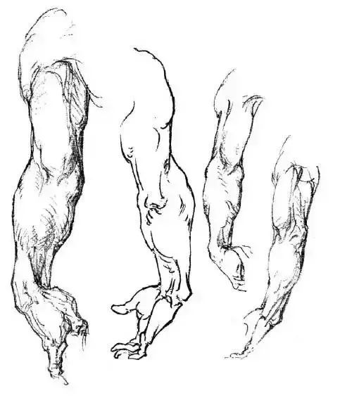 伯里曼《人体结构绘画教学》—— 手