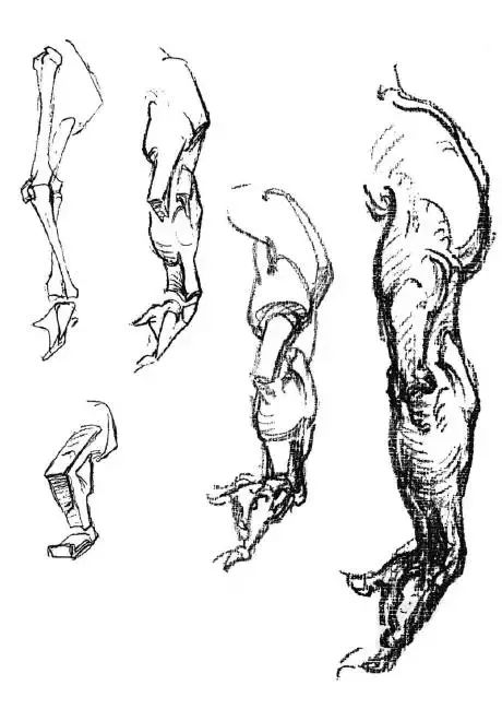 伯里曼《人体结构绘画教学》—— 手