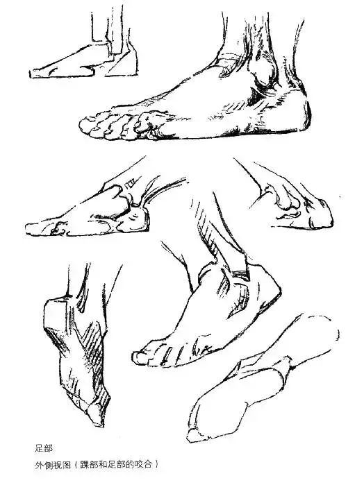 伯里曼《人体结构绘画教学》—— 脚