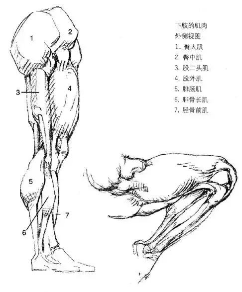 伯里曼《人体结构绘画教学》—— 脚