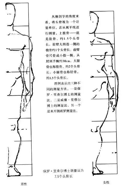 伯里曼《人体结构绘画教学》——比例