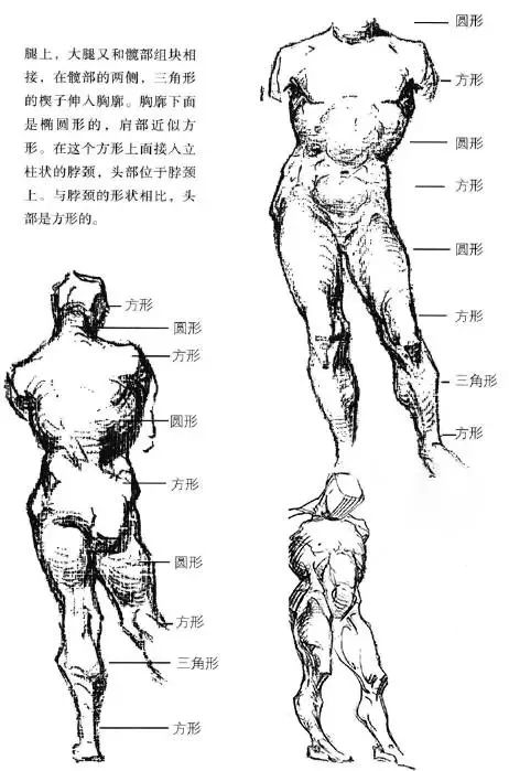 伯里曼《人体结构绘画教学》——体块穿插与扭动关系
